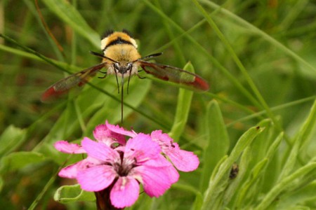 hemaris fuciformis